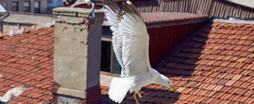 Residential Chimney Animal Removal Solution in Farmingville, NY